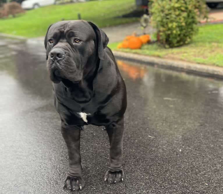 Jabali Boland, a Boerboel tested with EmbarkVet.com