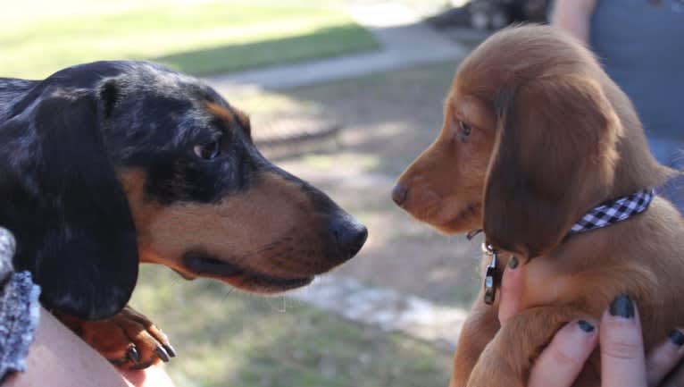 Chewy, a Dachshund tested with EmbarkVet.com