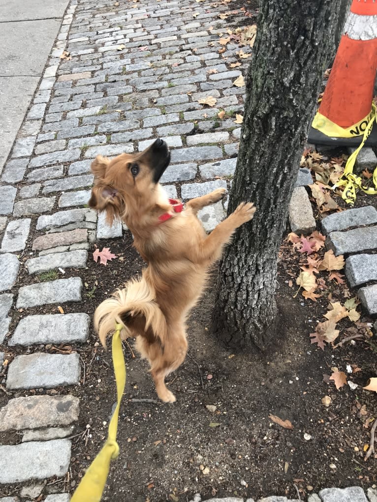 Finn, a Pomeranian and Russell-type Terrier mix tested with EmbarkVet.com