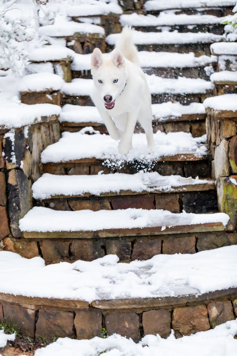 Dash, a Gerberian Shepsky (12.7% unresolved) tested with EmbarkVet.com
