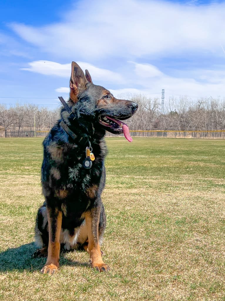 Booth vom Wahrsten, a German Shepherd Dog tested with EmbarkVet.com