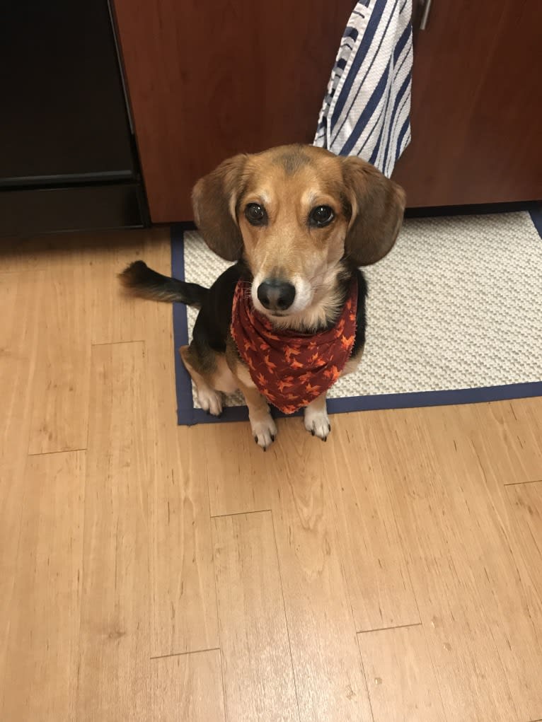 Rudy, a Beagle and Golden Retriever mix tested with EmbarkVet.com