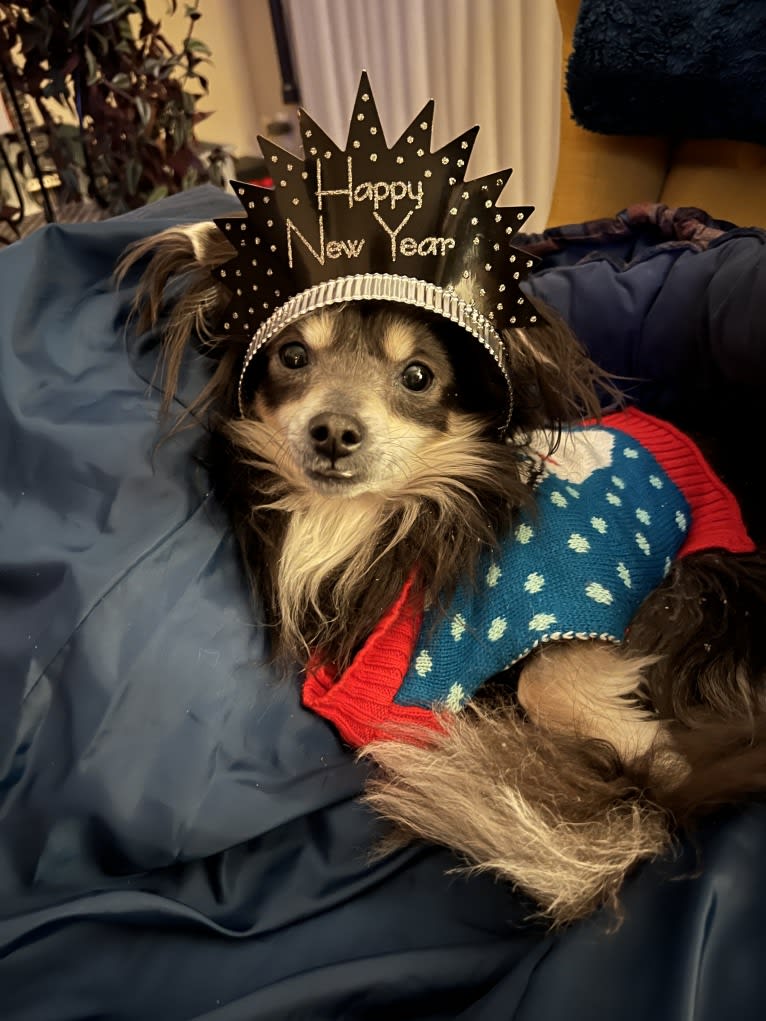 Teddy, a Chihuahua and Pomeranian mix tested with EmbarkVet.com