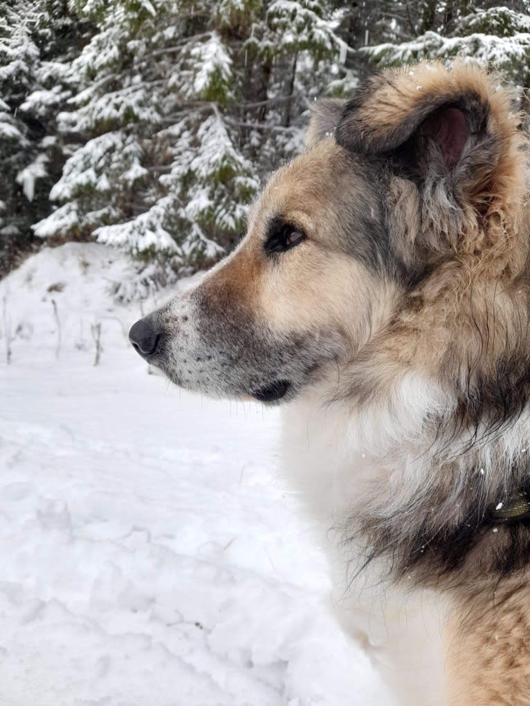 Mr Fluffy Russian Dog, a West Asian Village Dog tested with EmbarkVet.com