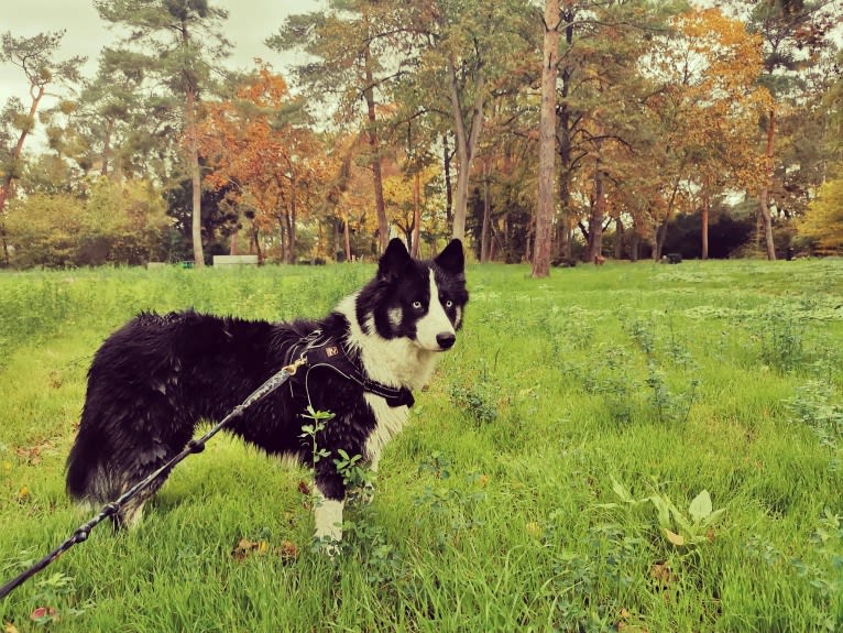 Erkeeni Kuo (Kinjia), a Yakutian Laika tested with EmbarkVet.com