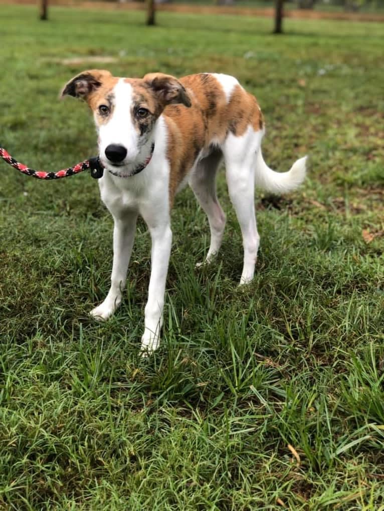 Pesto, a Whippet and Greyhound mix tested with EmbarkVet.com