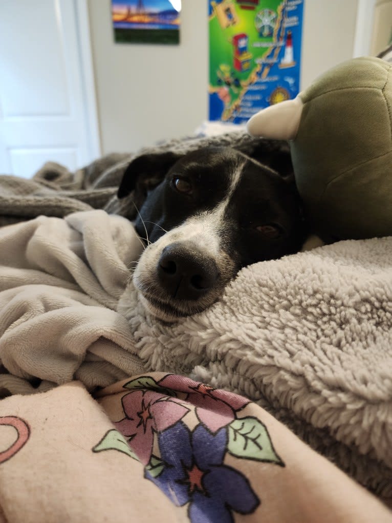 Jaci, a Rat Terrier and Collie mix tested with EmbarkVet.com