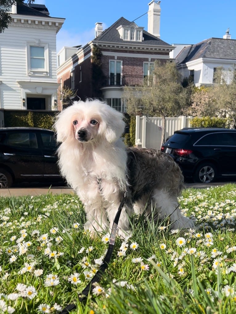 AshLee, a Chinese Crested tested with EmbarkVet.com