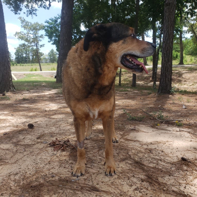 Cooper, a Great Pyrenees and Rottweiler mix tested with EmbarkVet.com