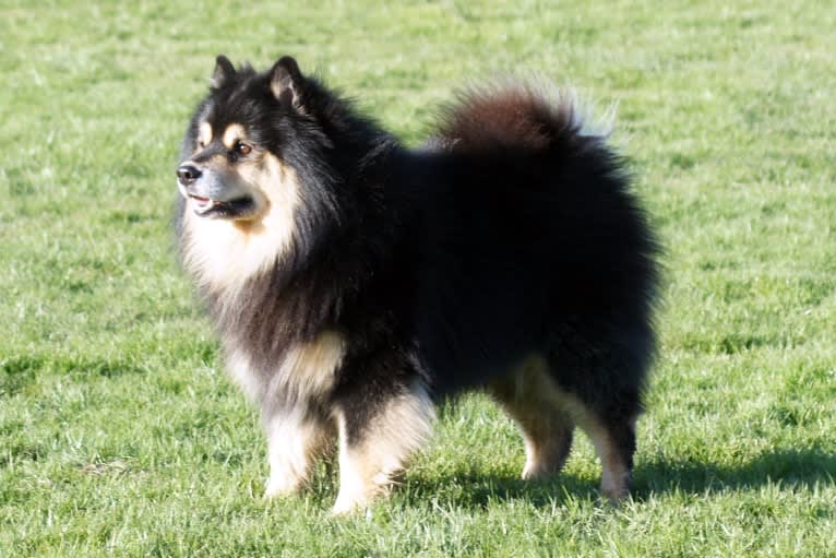 Saami, a Finnish Lapphund tested with EmbarkVet.com