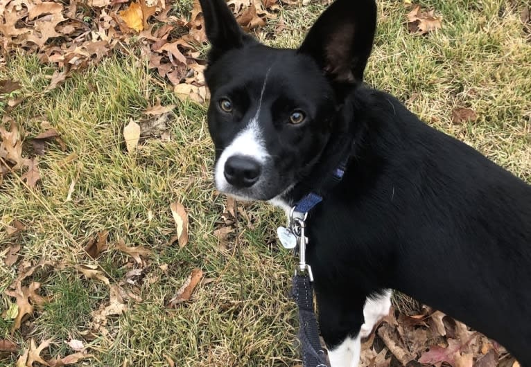 Newt, an Australian Cattle Dog and Border Collie mix tested with EmbarkVet.com