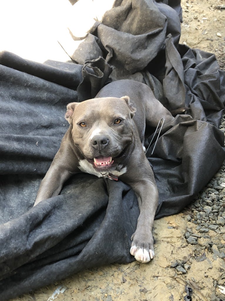 Stevie, an American Bully tested with EmbarkVet.com