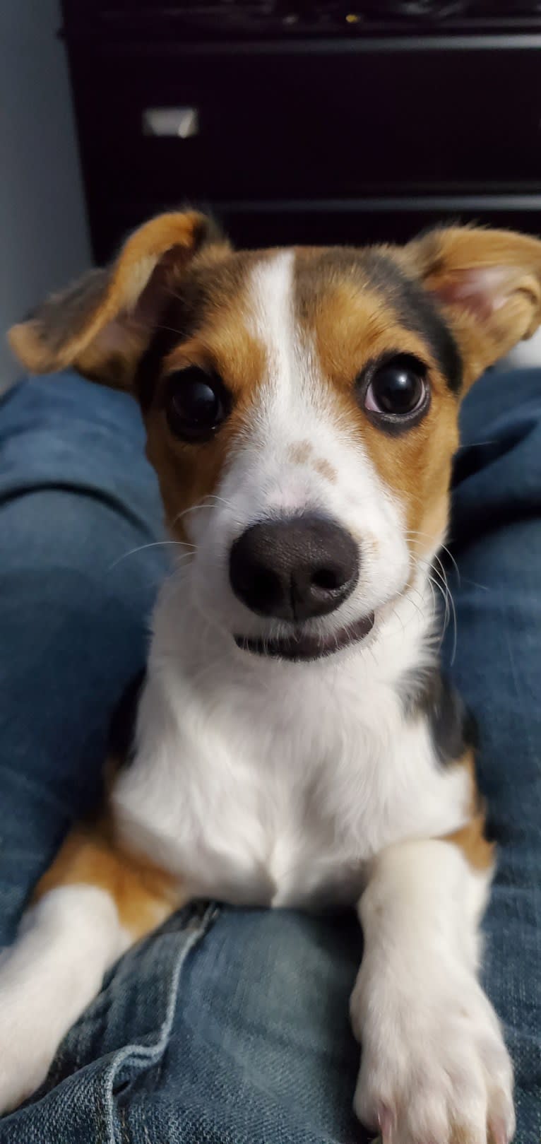 Luna, a Chihuahua and Dachshund mix tested with EmbarkVet.com