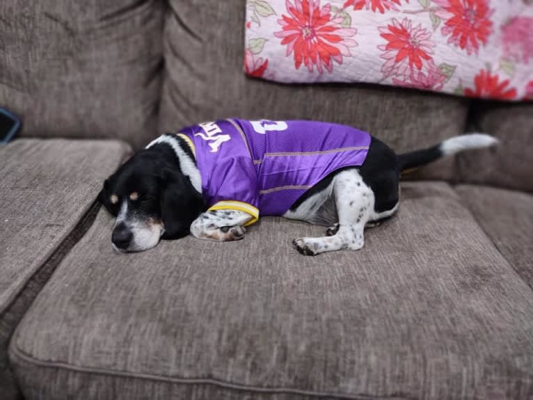 Donnie, a Beagle tested with EmbarkVet.com