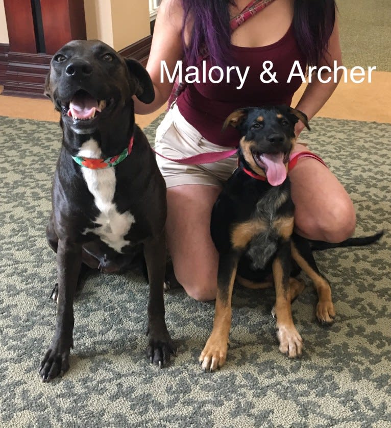 Photo of Sterling Malory “Archer”, an Australian Cattle Dog, American Pit Bull Terrier, German Shepherd Dog, and Mixed mix in Arkansas, USA