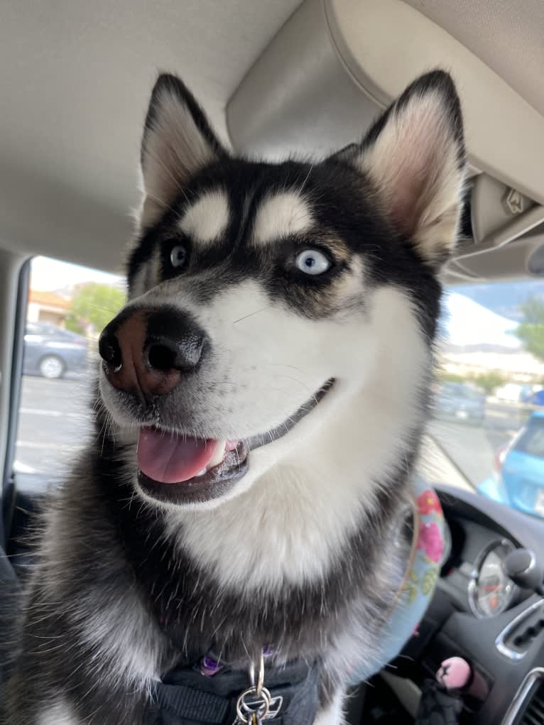 Shasta, a Siberian Husky tested with EmbarkVet.com