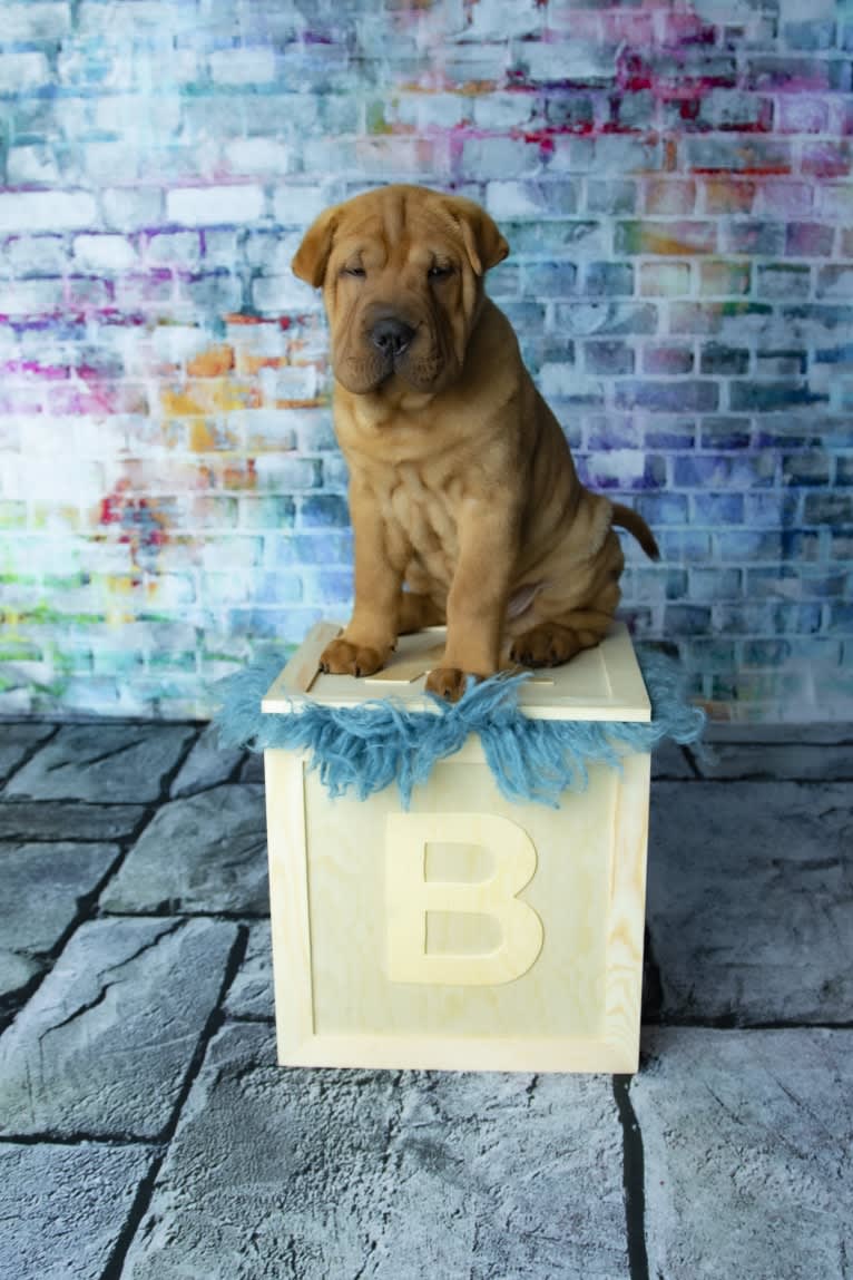 Biggie Small, a Chinese Shar-Pei tested with EmbarkVet.com