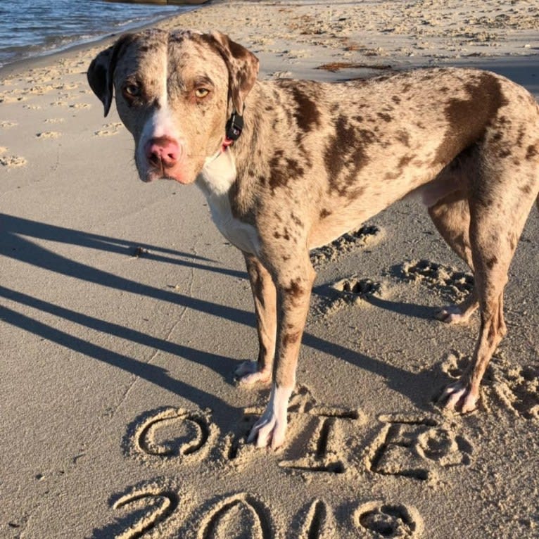 Opie Cunningham, a Catahoula Leopard Dog and American Bully mix tested with EmbarkVet.com