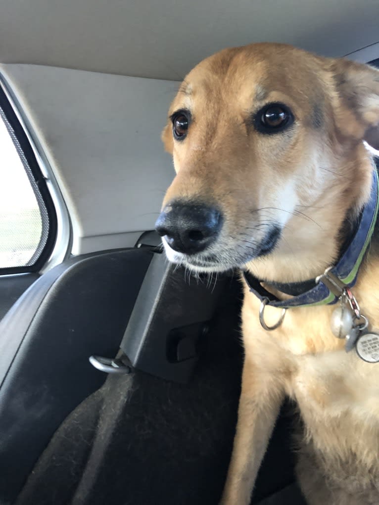 Shainee, a German Shepherd Dog and Australian Cattle Dog mix tested with EmbarkVet.com