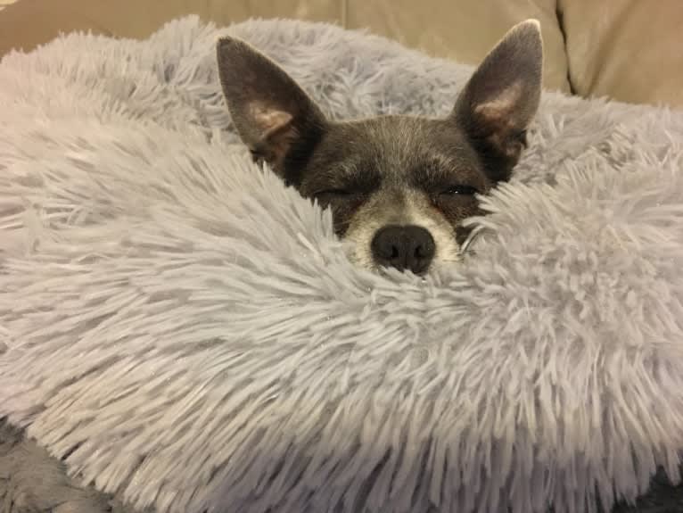 Yapa Roo, a Chihuahua and Rat Terrier mix tested with EmbarkVet.com