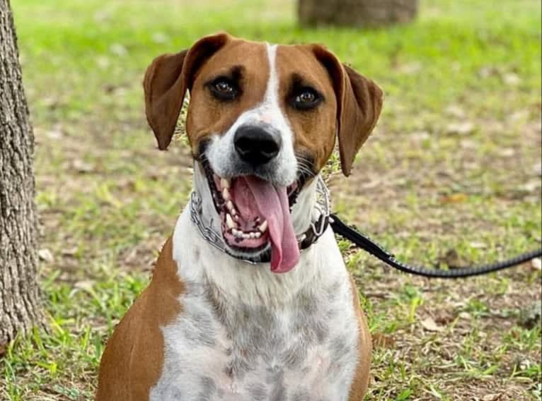 Dakota, a Rat Terrier and Russell-type Terrier mix tested with EmbarkVet.com