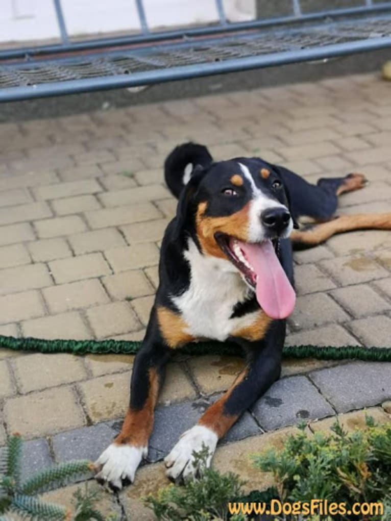 Orina, an Appenzeller Sennenhund tested with EmbarkVet.com