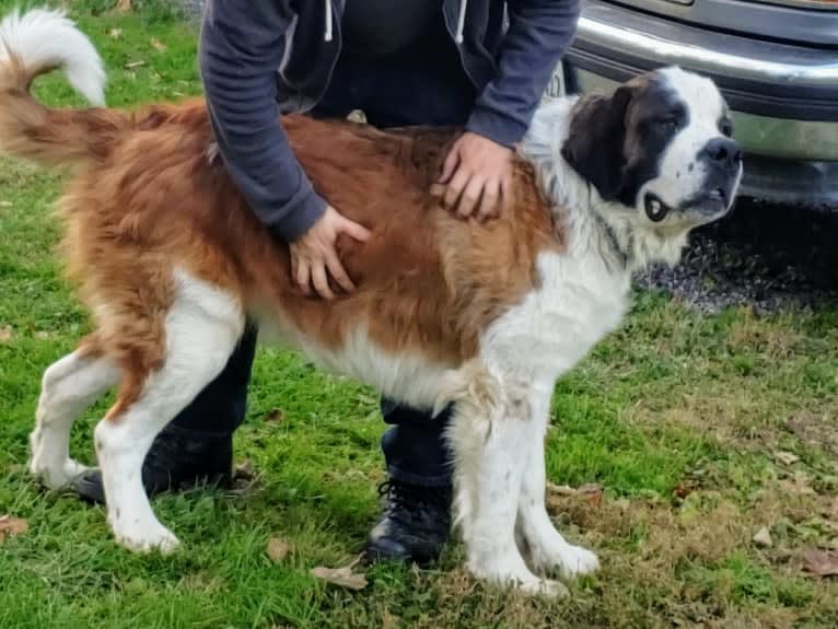 Thor, a Saint Bernard tested with EmbarkVet.com