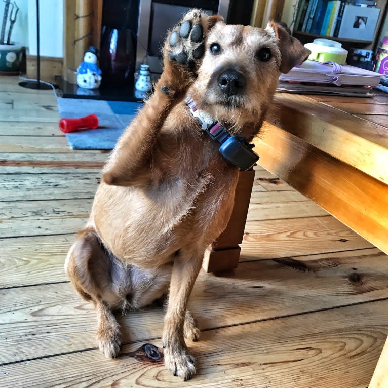 Madison (IKC - The Mad Patter), a Russell-type Terrier and Lakeland Terrier mix tested with EmbarkVet.com