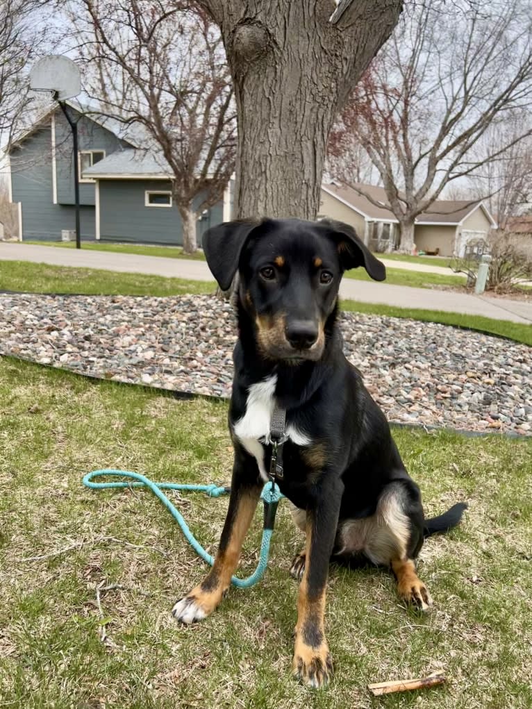 Jasper, an Australian Shepherd and Labrador Retriever mix tested with EmbarkVet.com