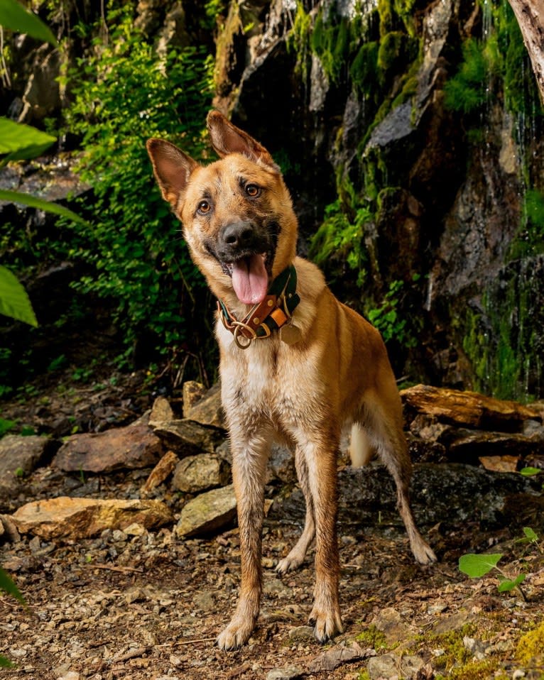 Everhett, a German Shepherd Dog and Australian Cattle Dog mix tested with EmbarkVet.com