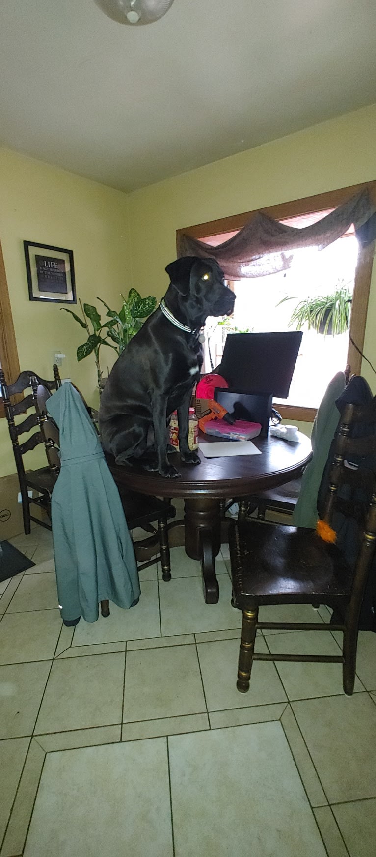 Ottis, a Perro de Presa Canario and English Springer Spaniel mix tested with EmbarkVet.com