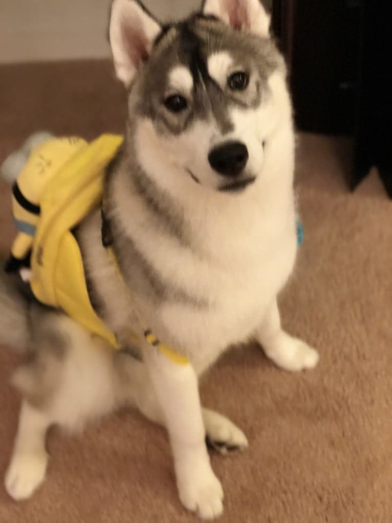 Timber, a Siberian Husky tested with EmbarkVet.com
