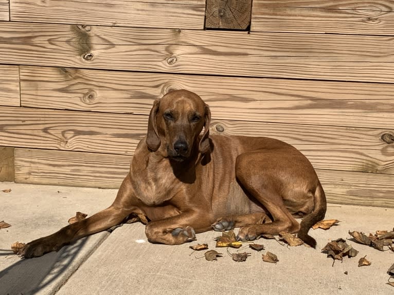 Julie, a Redbone Coonhound and Plott mix tested with EmbarkVet.com