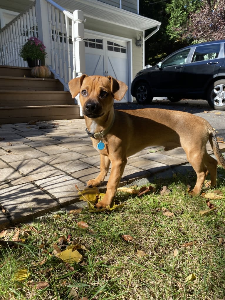 Harbor, a Chihuahua and Shih Tzu mix tested with EmbarkVet.com