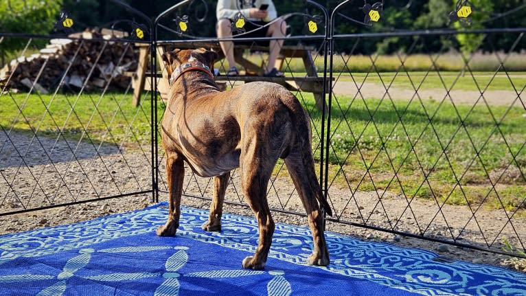 Loki, an American Pit Bull Terrier (4.7% unresolved) tested with EmbarkVet.com