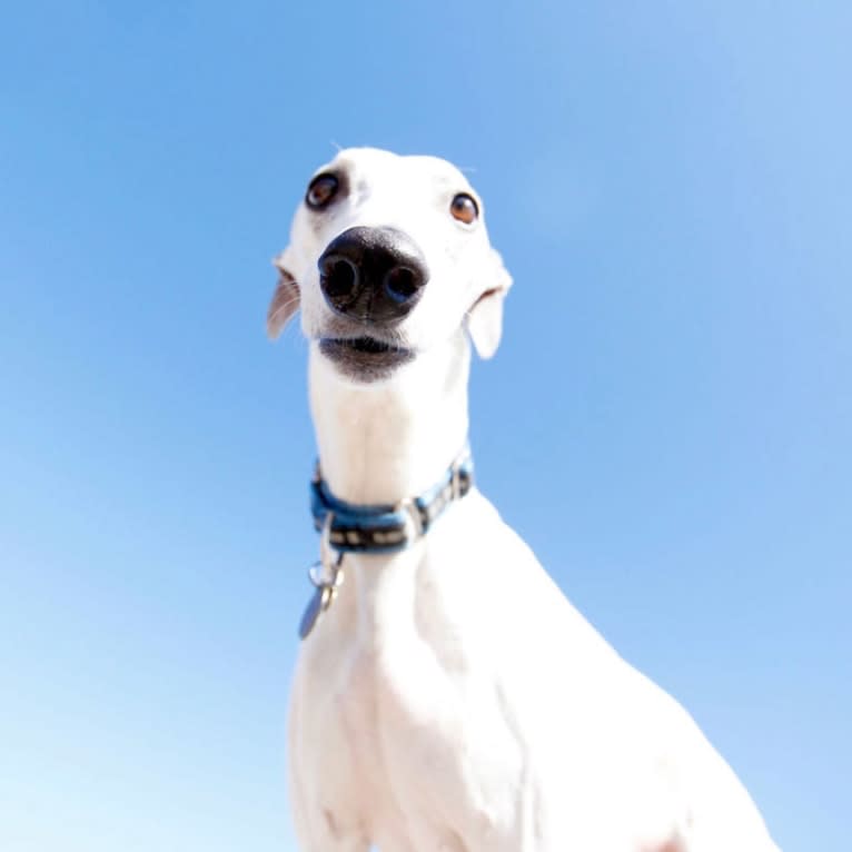 Jack, a Whippet tested with EmbarkVet.com