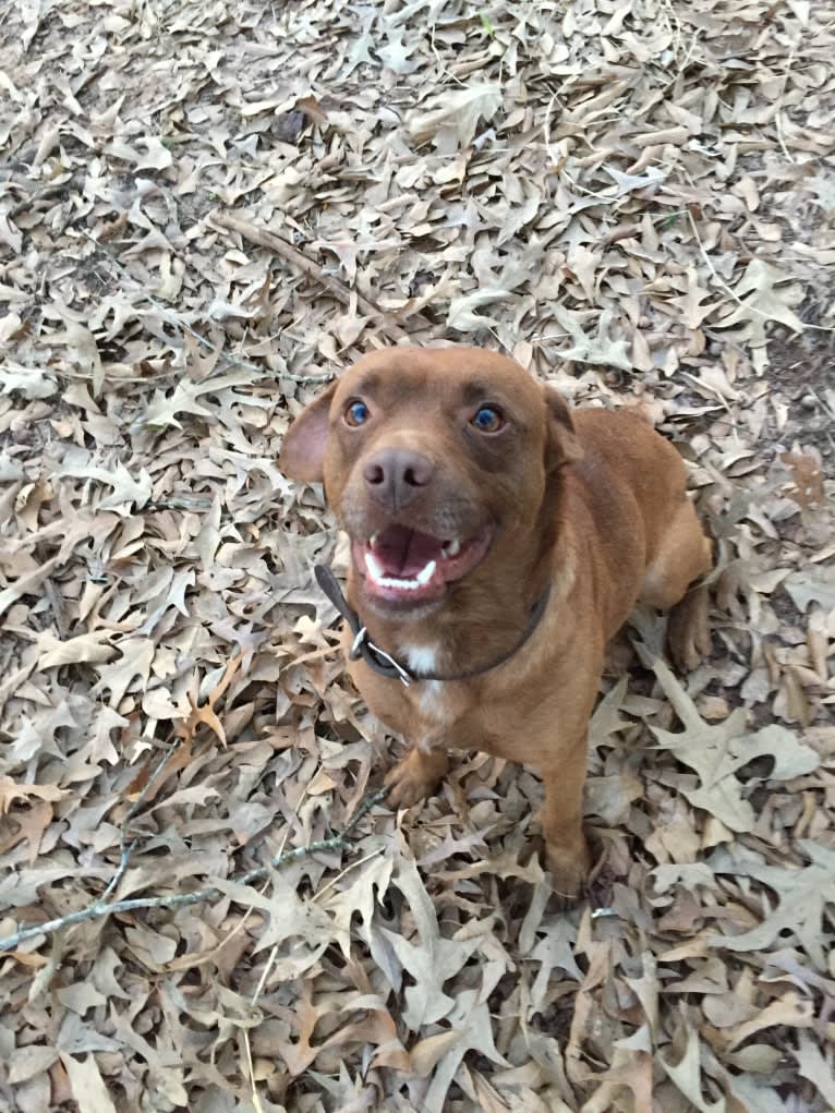 Charlie, a Rat Terrier and Pug mix tested with EmbarkVet.com