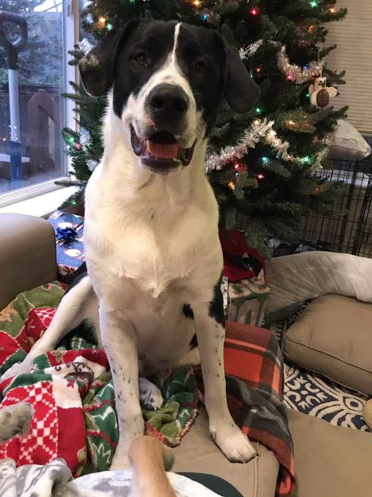 Theodore Ellington, an American Pit Bull Terrier and Siberian Husky mix tested with EmbarkVet.com