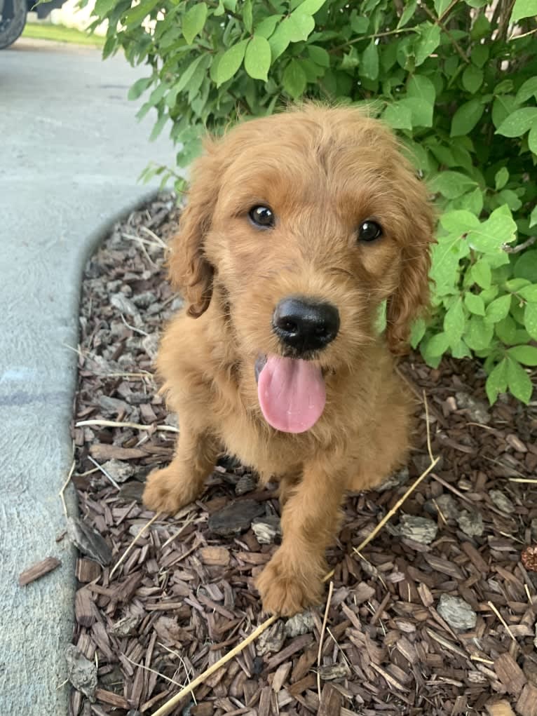 Gray Collar, a Goldendoodle tested with EmbarkVet.com