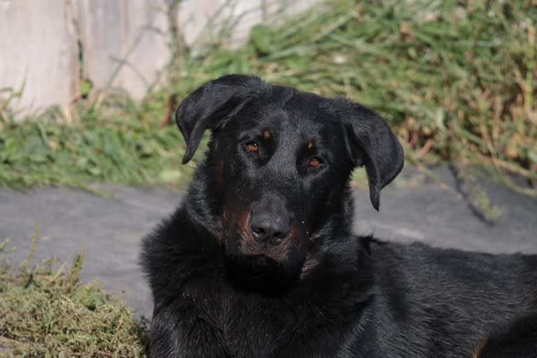 Sun, a Beauceron tested with EmbarkVet.com
