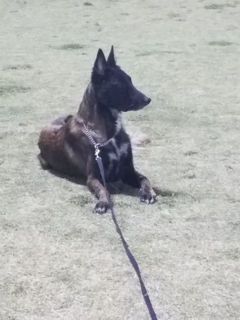 Phoenix, a Belgian Shepherd tested with EmbarkVet.com