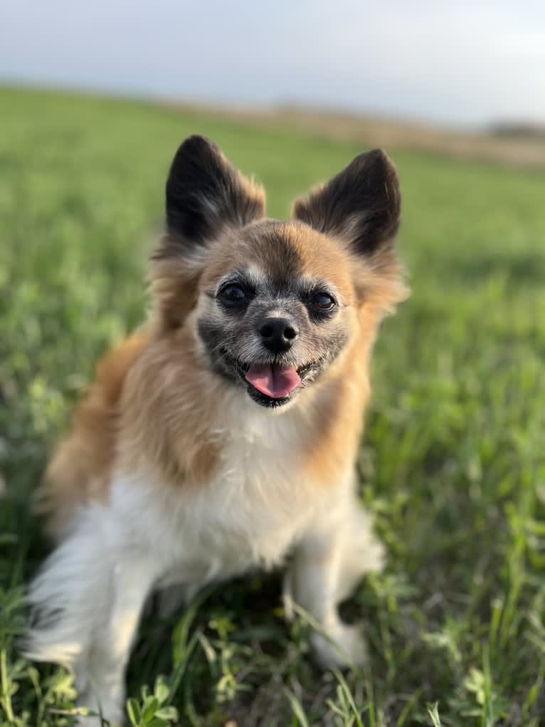 Taz, a Papillon tested with EmbarkVet.com