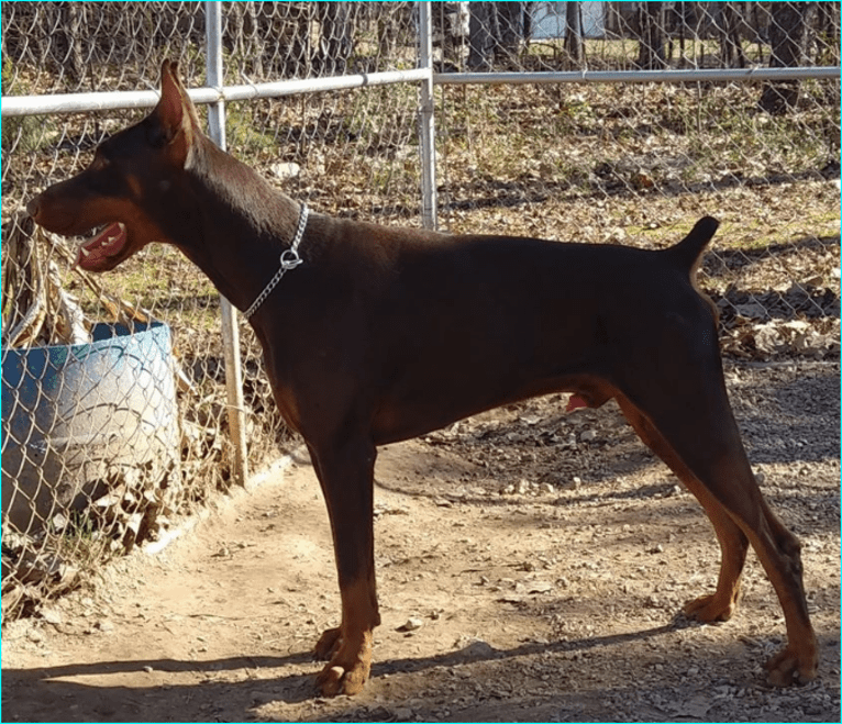 Canelo, a Doberman Pinscher tested with EmbarkVet.com