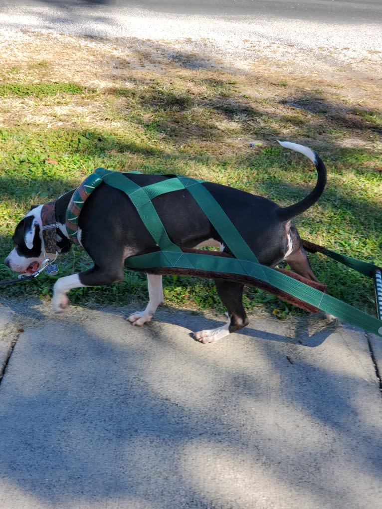 GANT'S OG RUDEBOY "ROCKY", an American Pit Bull Terrier and American Staffordshire Terrier mix tested with EmbarkVet.com