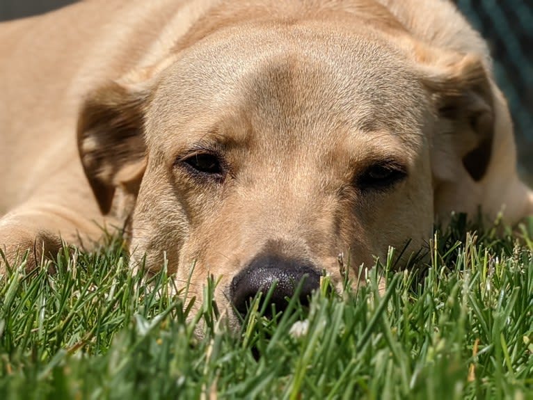 Willie Kirsch, a Labrador Retriever and American Pit Bull Terrier mix tested with EmbarkVet.com