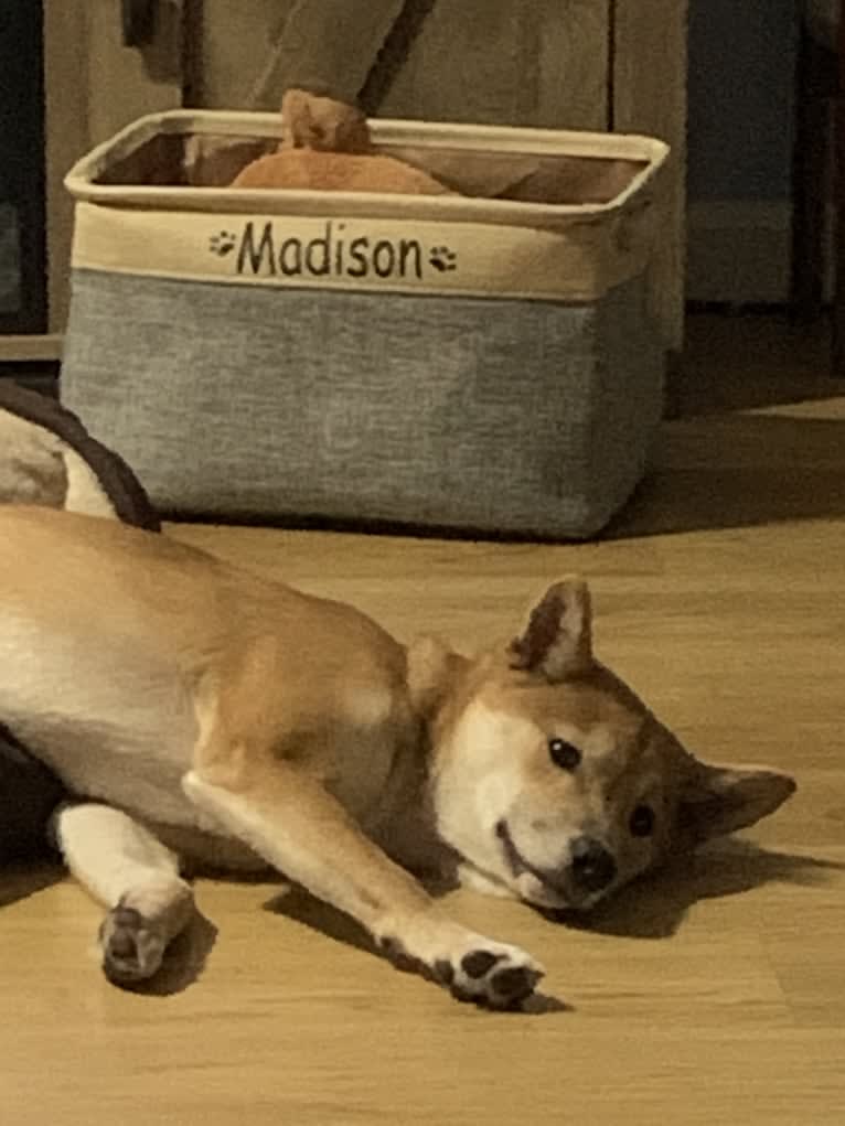 Madison, a Shiba Inu tested with EmbarkVet.com