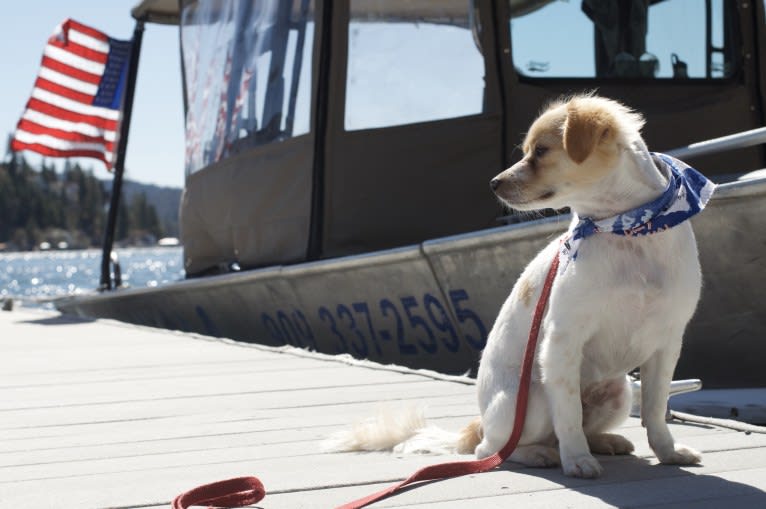 Pliny, a Chihuahua and Poodle (Small) mix tested with EmbarkVet.com