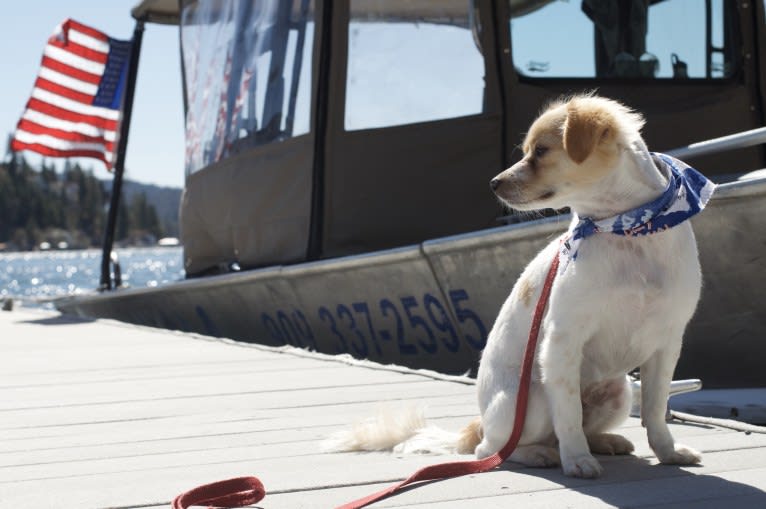 Pliny, a Chihuahua and Poodle (Small) mix tested with EmbarkVet.com