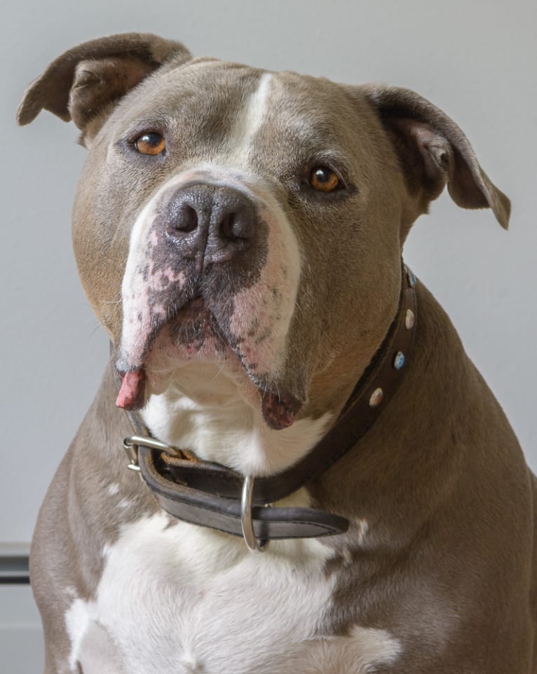 Bubba, an American Bully tested with EmbarkVet.com