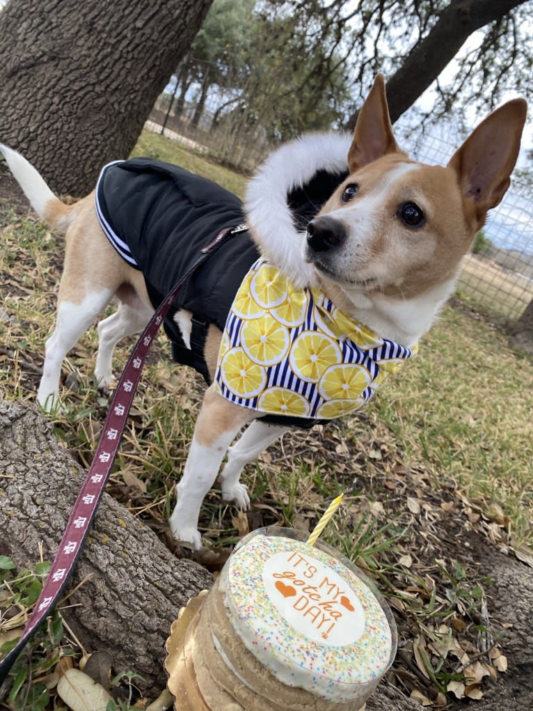 Nancy, a Chihuahua and Great Pyrenees mix tested with EmbarkVet.com
